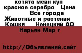 котята мейн кун, красное серебро › Цена ­ 30 - Все города Животные и растения » Кошки   . Ненецкий АО,Нарьян-Мар г.